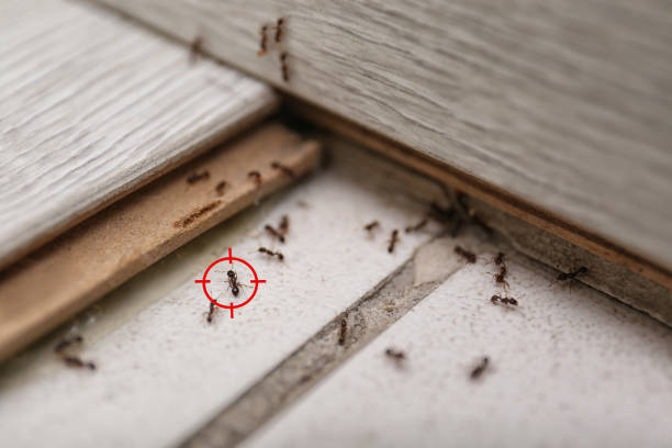 Best Bed Bug Extermination  in Baraboo, WI