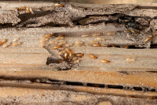 Best Pest Prevention Services  in Baraboo, WI